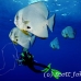 batfish_longfin_jk_h_0705_png0734.jpg